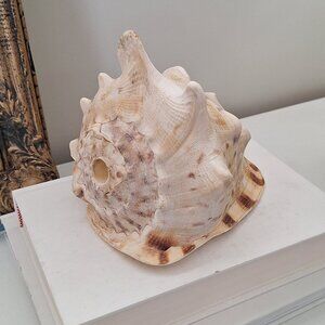 Large King conch seashell - real sea shell